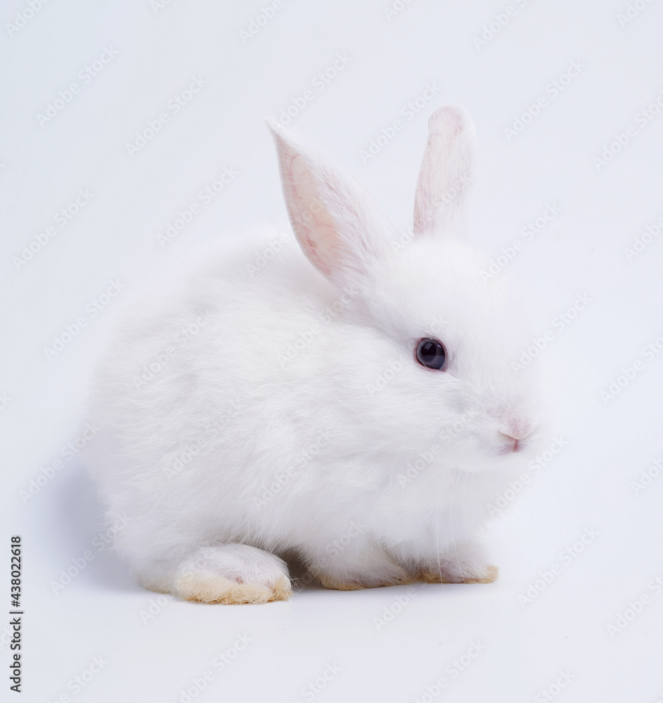 Baby white and black dot rabbit on white background. Cute little bunny as lovely pet.