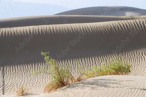 Sand dunes in desert, close up view, play of ripples, texture, and native plants. Mesquite Sand Dunes in Death Valley, California