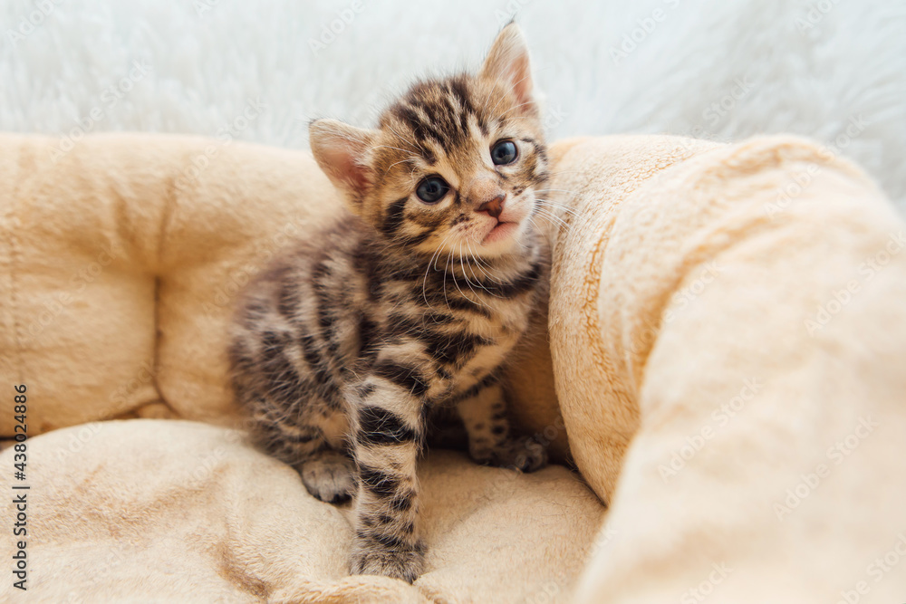 Closee-up little bengal kitten on the cat's pillow