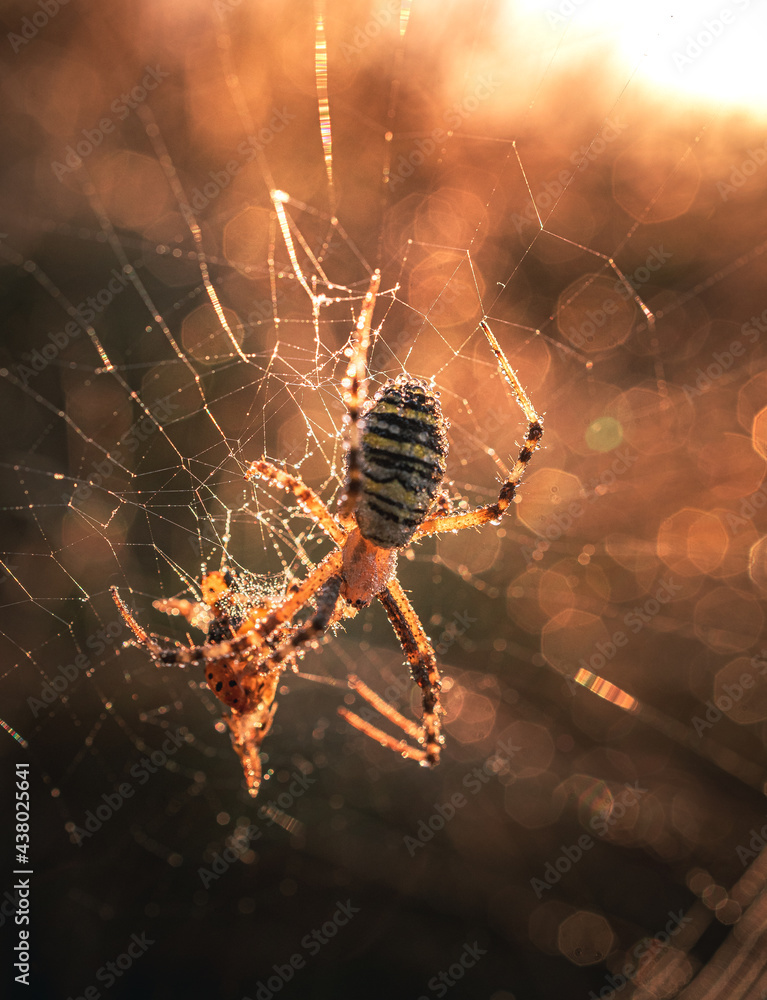Spider Spider