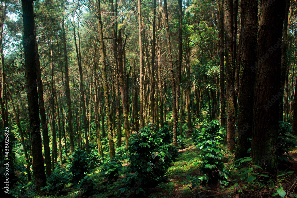 Natural forests and various trees that are full of greenery.