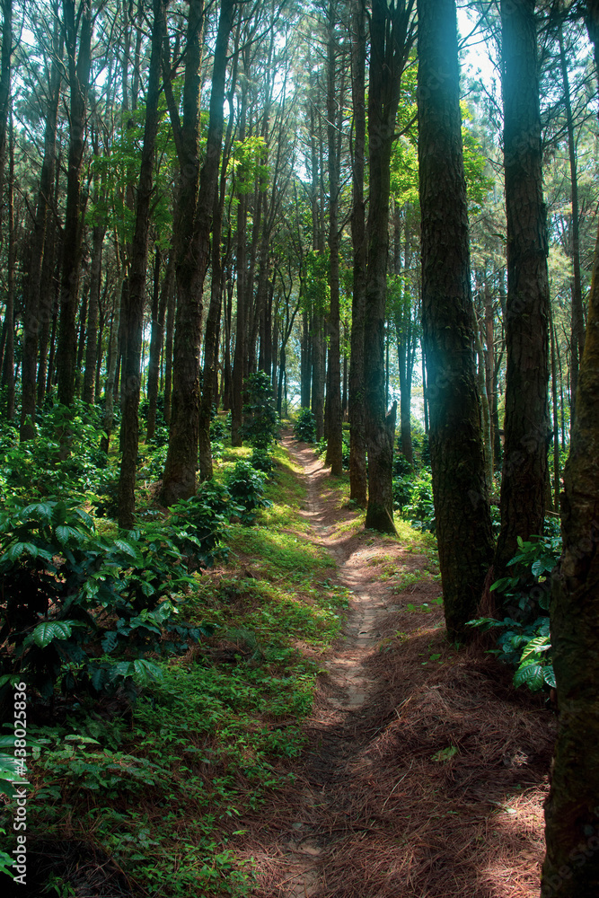 Fototapeta premium Natural forests and various trees that are full of greenery.