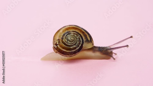 Close-up of a small snail on pink background.4K macro detail