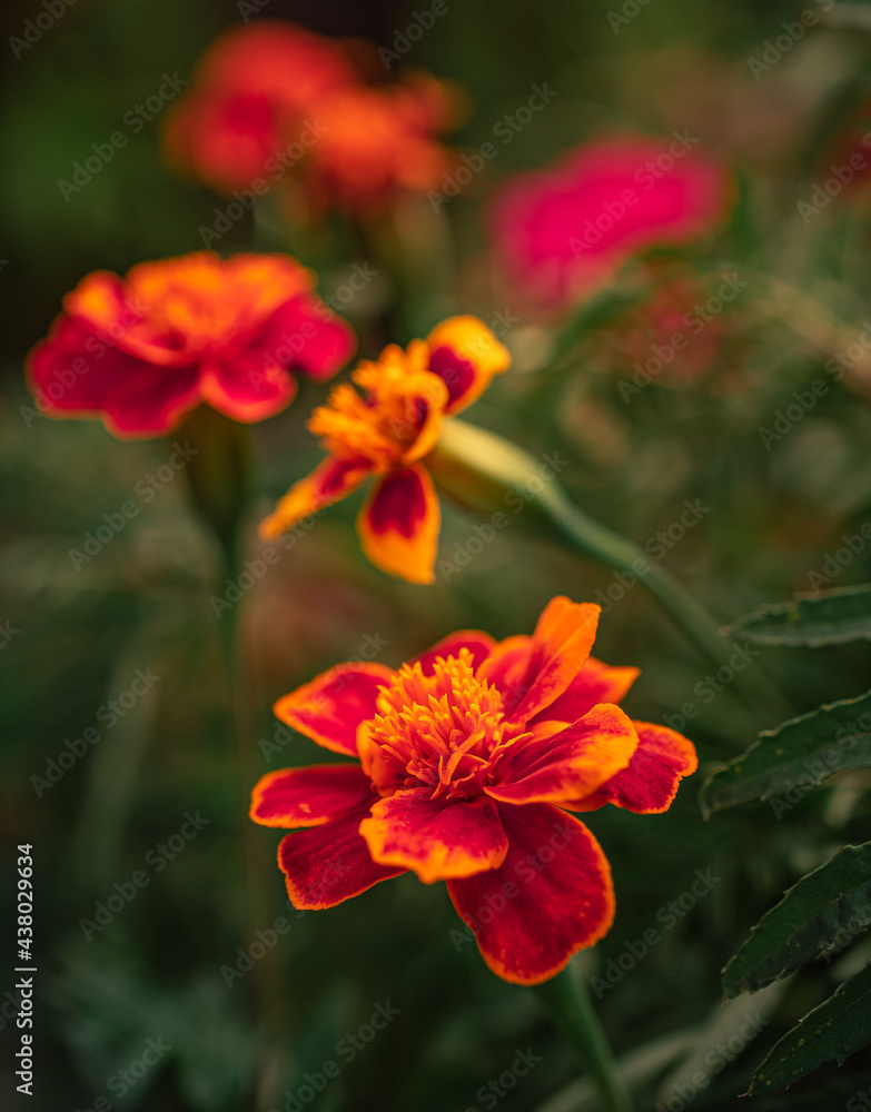Garden flower Garden flower