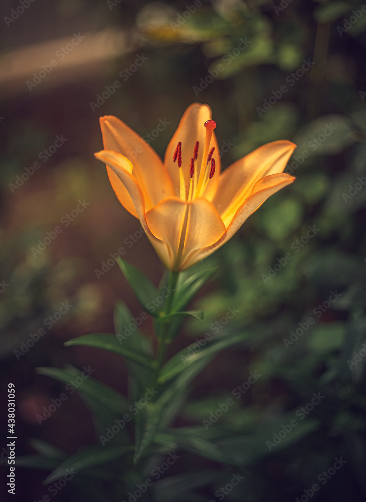 Obraz premium Lily