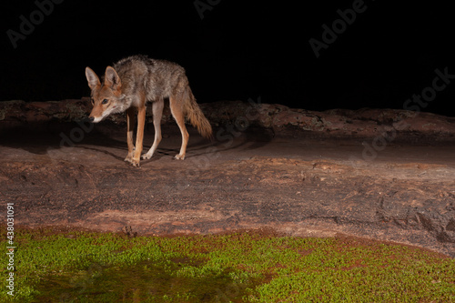 A wild coyote photographed with a camera trap approaching a water hole at night. Small green plants grow in the shallow water. 