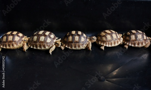 Fotografie, Obraz Many of little turtles  Black Background.
