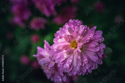 Garden flower