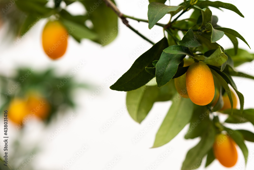 Selective focus on a healthy kumquat fruit and branches of the tree on a white background with copy space. Vitamin C and immune boosting concept. Selective focus on a healthy kumquat fruit and branches of the tree on a white background with copy space. Vitamin C and immune boosting concept.