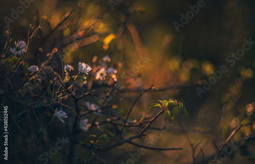 Wild flowers © ghostdom