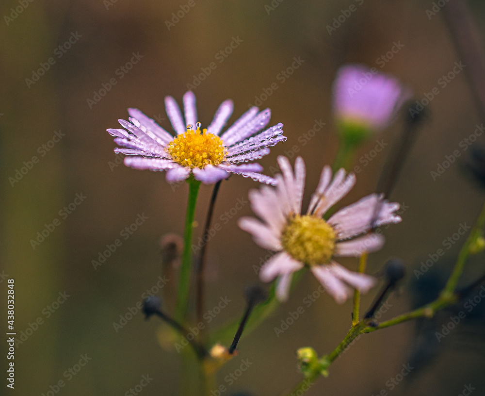 Obraz premium Wild flowers