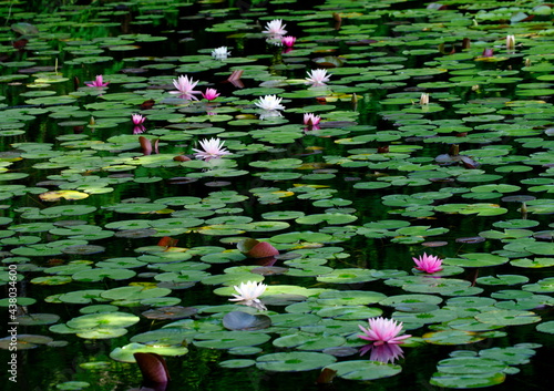 Photos 睡蓮の池