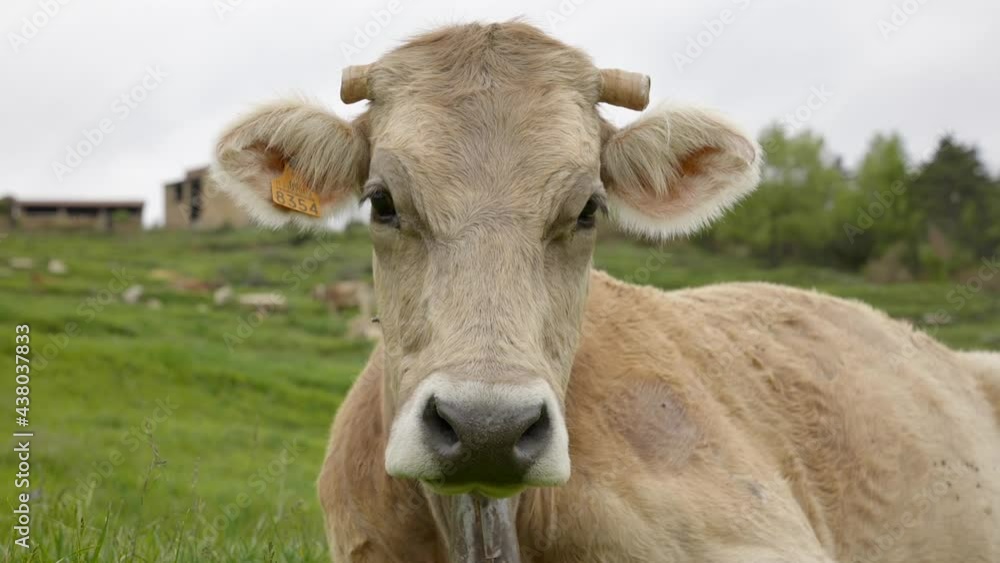 Close up portrait of an Albera cow resting in a field in Catalonia Spain Close up portrait of an Albera cow resting in a field in Catalonia Spain