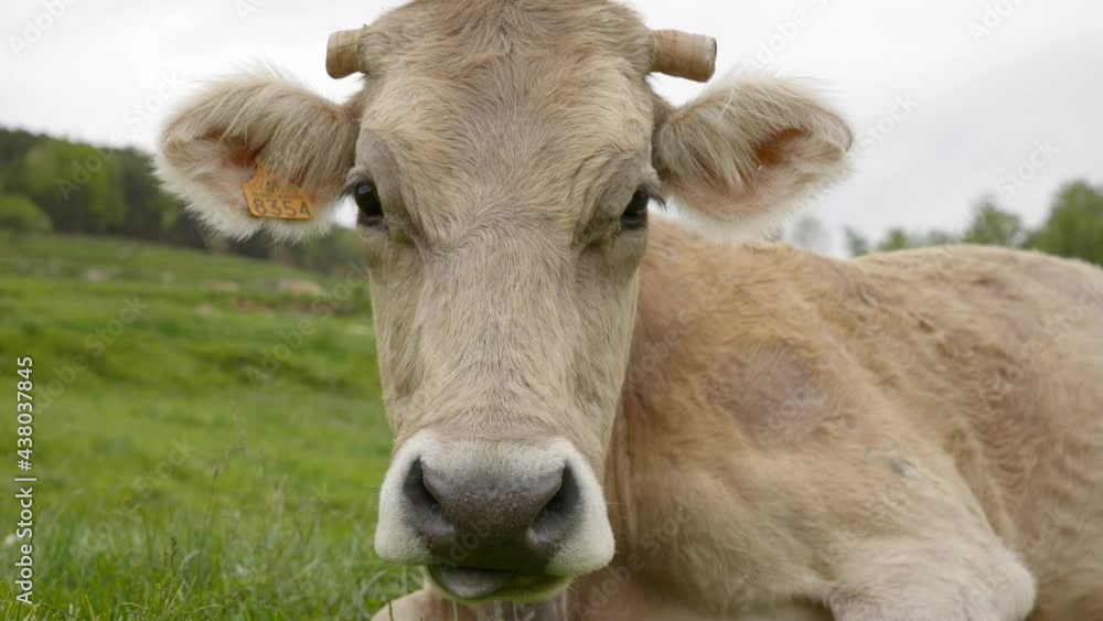 Beautiful close up portrait of Albera Cow comically licking her own nose - Rural farming in Catalonia Spain. Beautiful close up portrait of Albera Cow comically licking her own nose - Rural farming in Catalonia Spain.