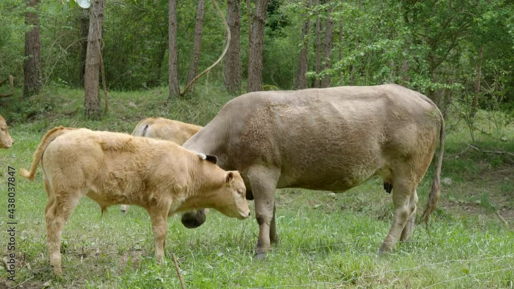 Interaction between a young calf and mother cow as the calf learns and the mother teaches. Catalonia Spain. Interaction between a young calf and mother cow as the calf learns and the mother teaches. Catalonia Spain.