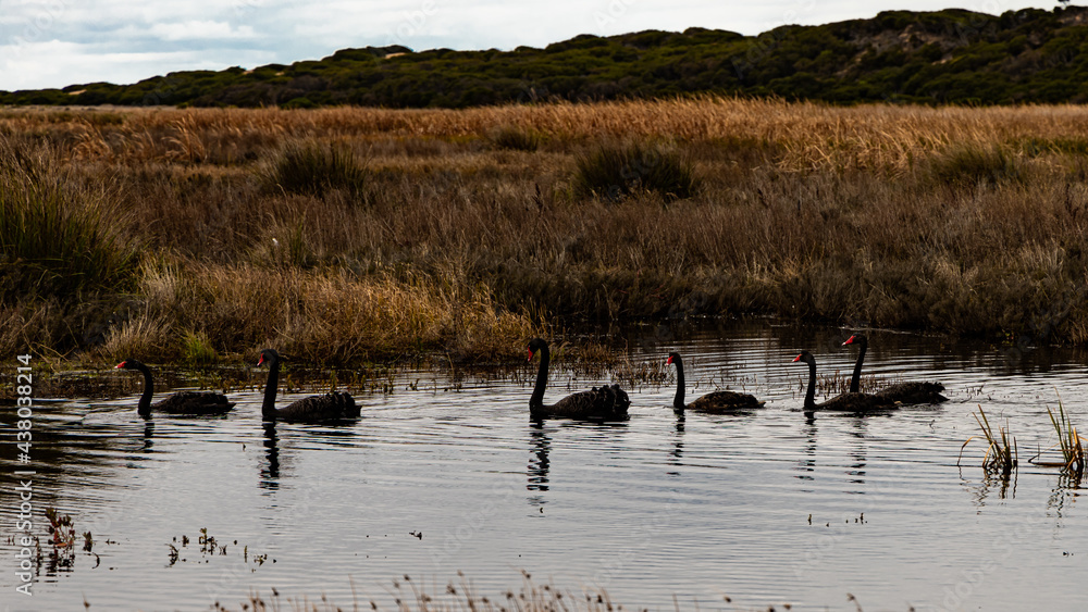 Swans in a row Breamlea Swans in a row Breamlea