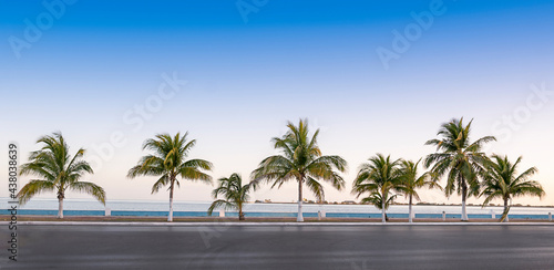 palm trees off the side of the highway against blue sky in a tropical place. Mexico Campeche