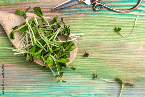 Sprouting Microgreens at home green leaves and purple stems on a wooden spoon, Vegan and healthy eating concept. Organic food