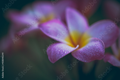 Plumeria flowers soft tone