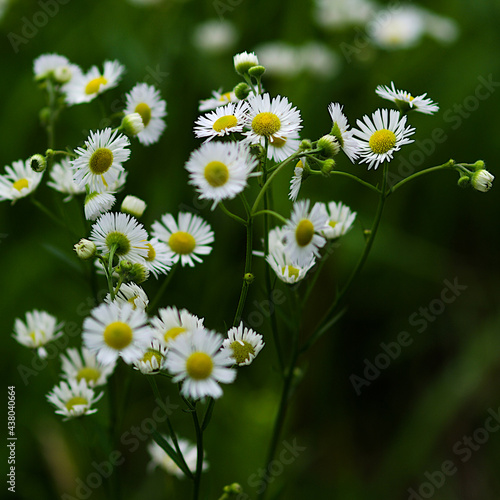 daisies in a meadow