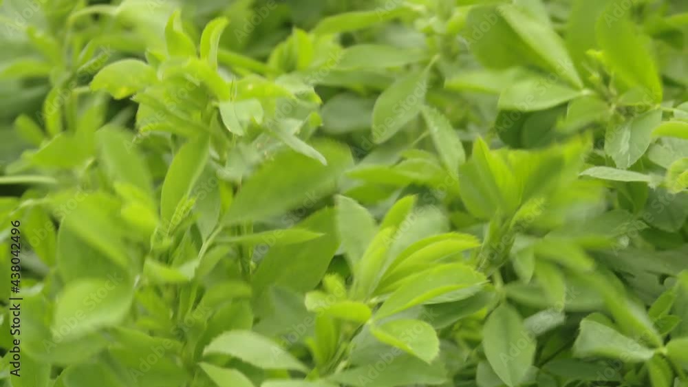 Green grass. Green clover. Spring lawn. Close-up. Green grass in the spring. Spring freshness. Drown in greenery. In the spring farm field young clover grows
Green grass. Green clover. Spring lawn. Close-up. Green grass in the spring. Spring freshness. Drown in greenery. In the spring farm field young clover grows