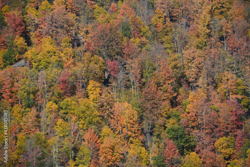 autumn foliage