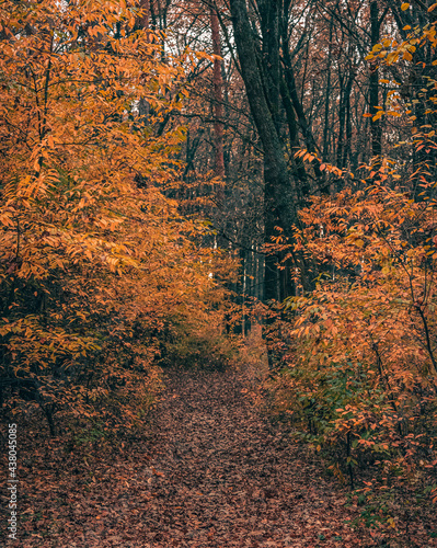 Autumn woods