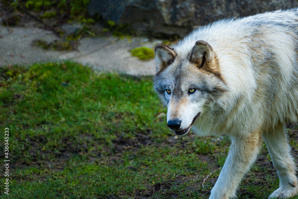 2021-02-01 A LARGE GREY WOLF WITH DISTINCT EYES 2021-02-01 A LARGE GREY WOLF WITH DISTINCT EYES