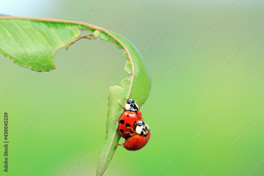 Fototapeta premium Two ladybugs mate in nature, North China