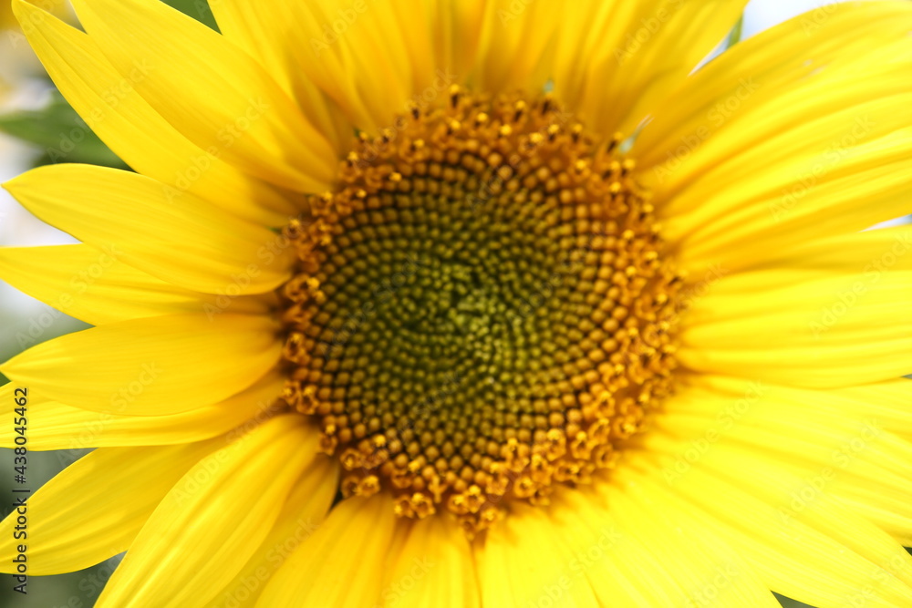 girasol girasol