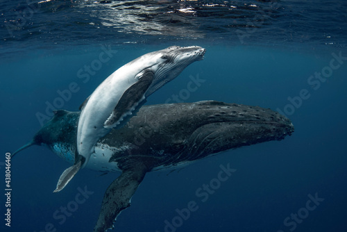Female humpback whale with calf 