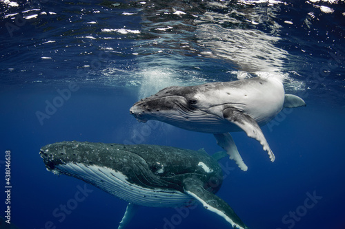 Female humpback whale with calf 
