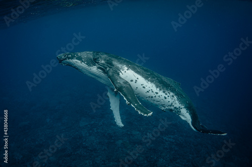 Humpback whale in crystal clear blue waters of the Pacific Ocean © John