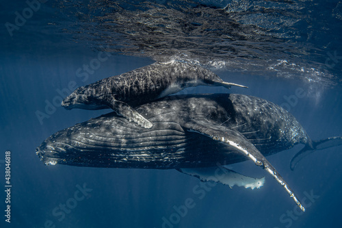Female humpback whale with calf  photo