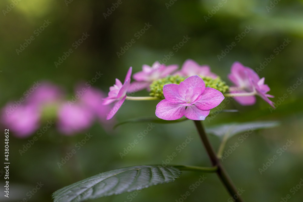 pink flower in the garden pink flower in the garden