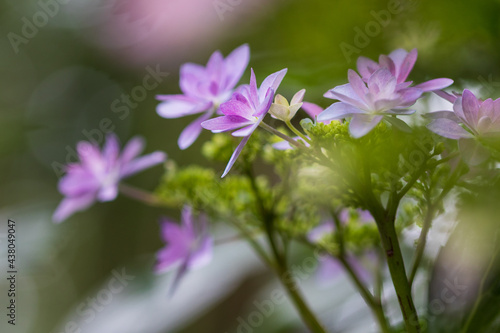 Pink flowers in the forest