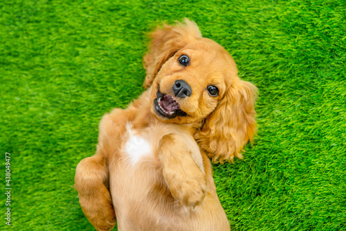 English cocker spaniel puppy lying on his back on a green lawn with a smile looking into the frame. Top view