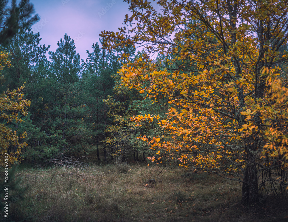 Fototapeta premium Autumn woods