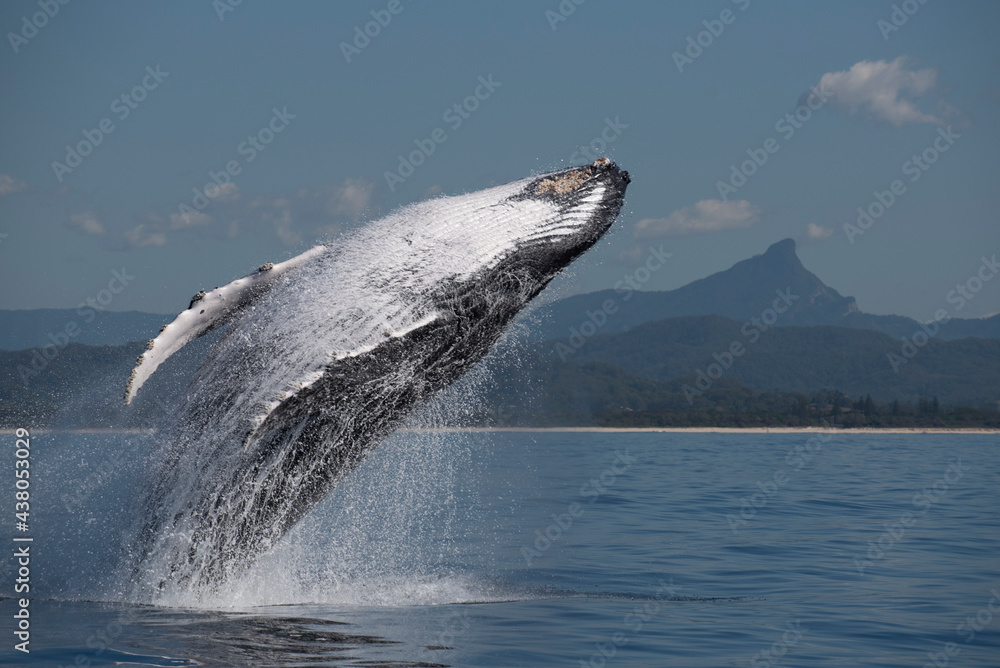 Humpback whale breaching out of water along the east coast of Australia ...