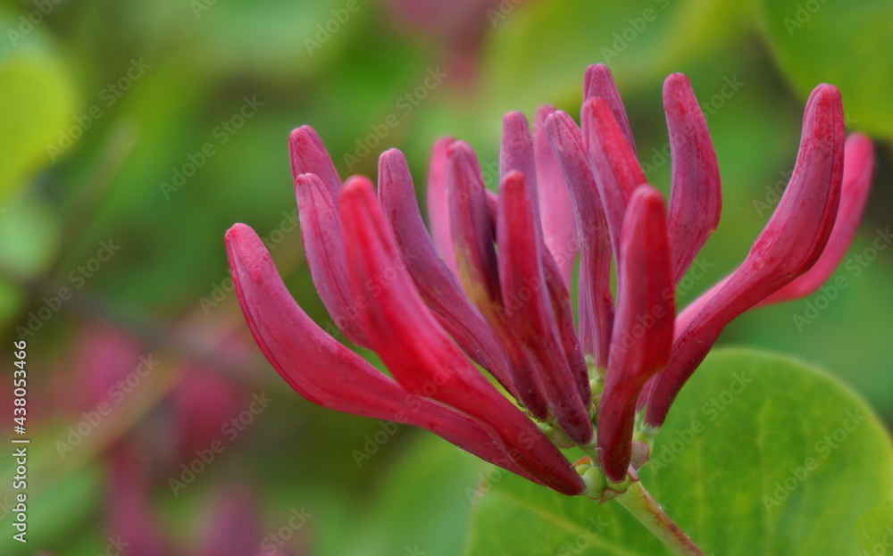 Close up Honeysuckle flowers with impressive bicolor blooms of pink and white. Lonicera periclymenum flowers, common names honeysuckle, common honeysuckle, European honeysuckle or woodbine in bloom. Close up Honeysuckle flowers with impressive bicolor blooms of pink and white. Lonicera periclymenum flowers, common names honeysuckle, common honeysuckle, European honeysuckle or woodbine in bloom.