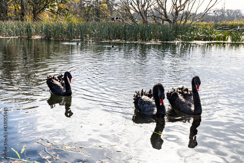 Three black swans on Lake Wendouree