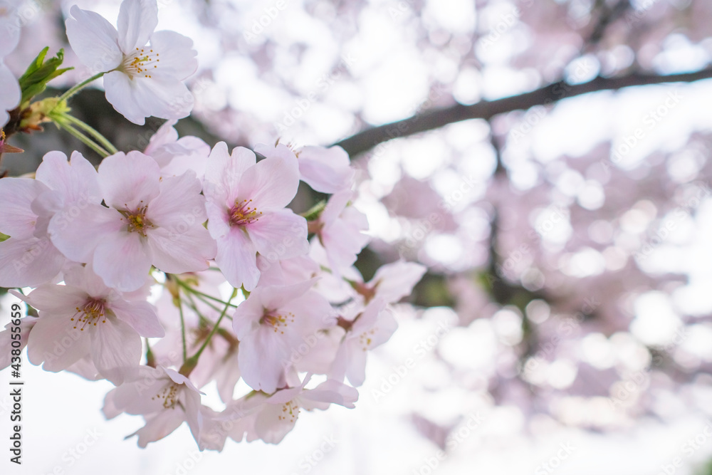 桜 Cherry Blossom