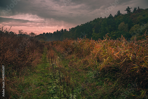 Autumn woods