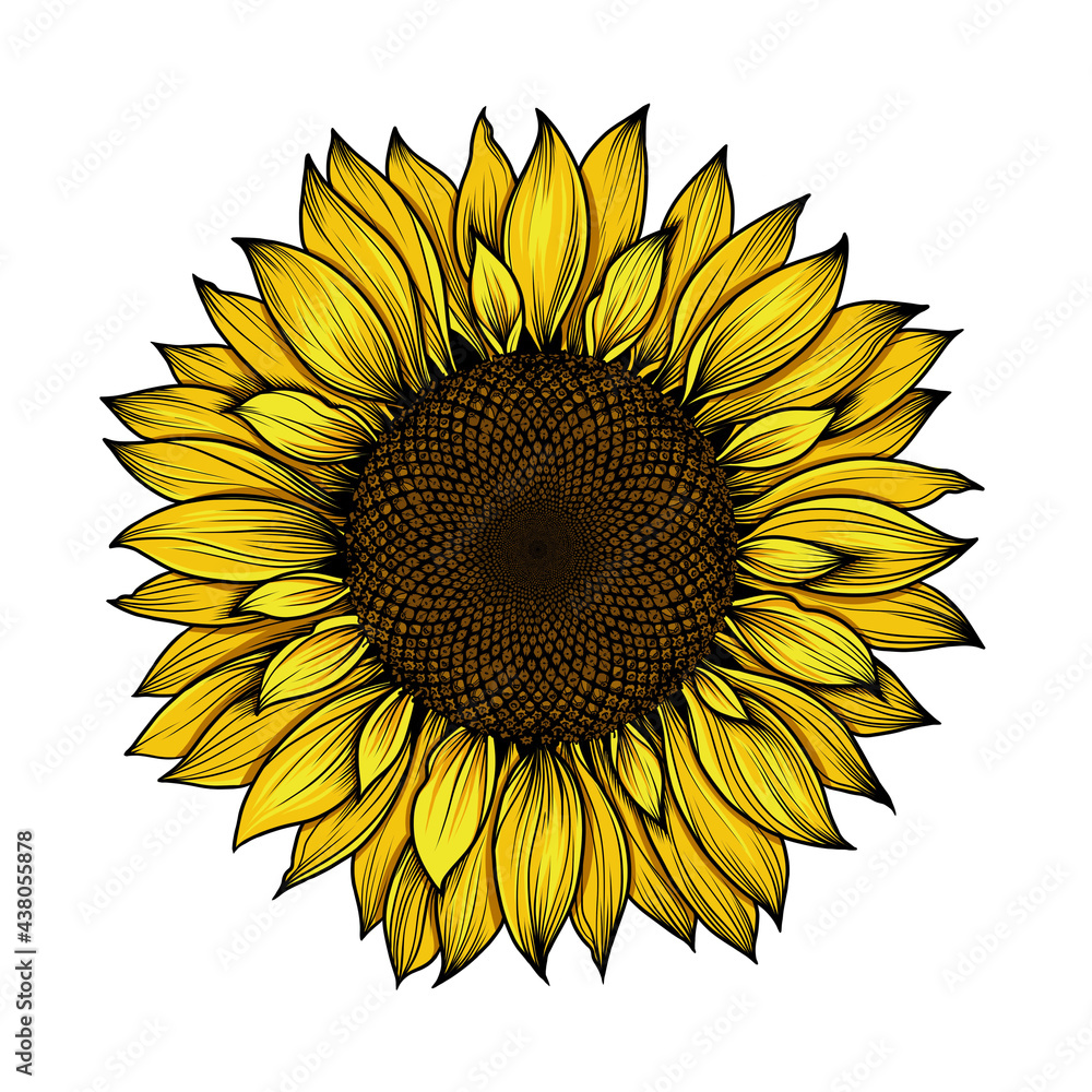 Sunflower flower isolated on white background, realistic drawing