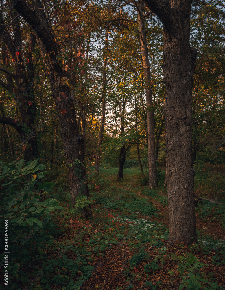Fototapeta premium Autumn sunset