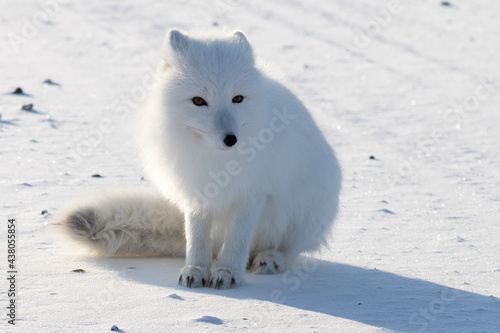 Arctic Fox 3 © James