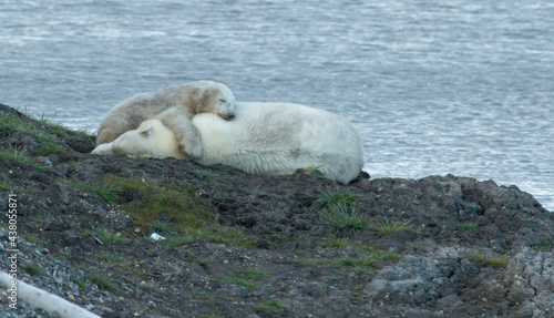 Polar Bear Cuddles