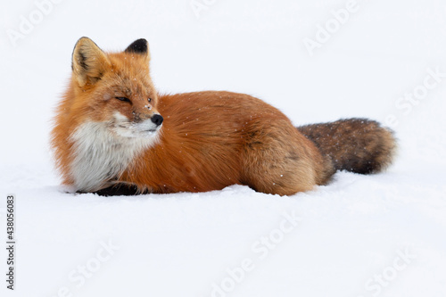 Photography Red Fox  Laying Snow