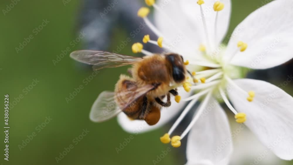 Honey bee collecting nectar and pollen from flower 4K Macro Honey bee collecting nectar and pollen from flower 4K Macro
