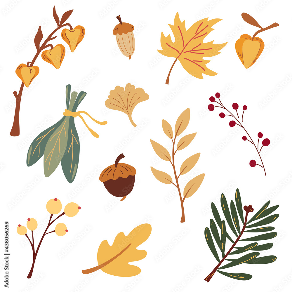 Autumn botany collection. Branches, leaves, grasses, mushrooms and acorns. Floral graphic design. Useful for textile, invitations, wrapping paper and autumn backgrounds. Vector cartoon illustration